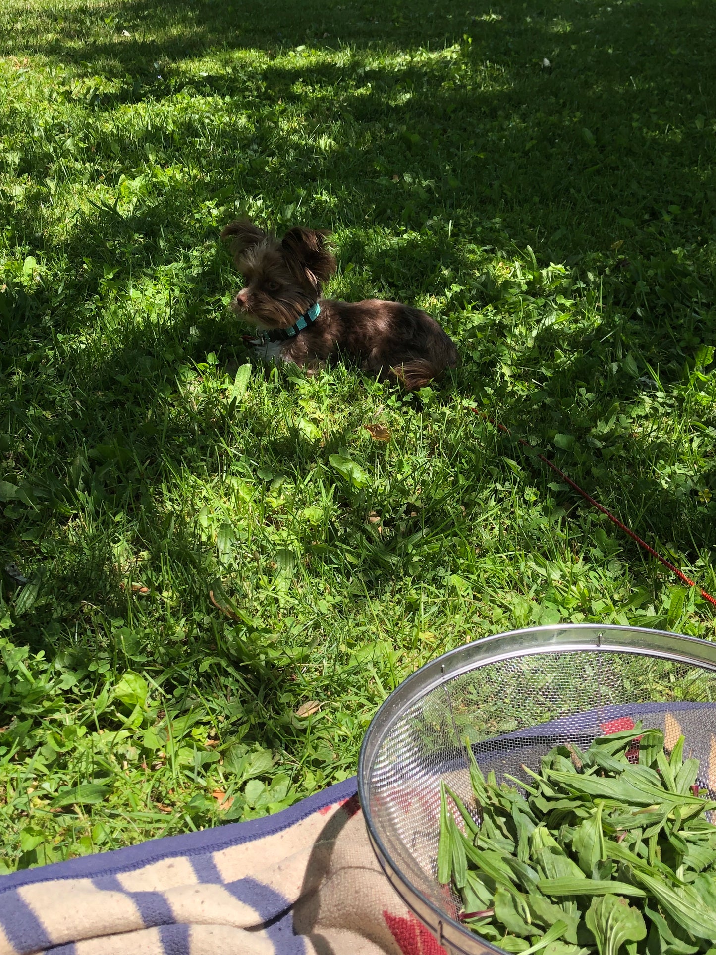 Backyard Body Salve