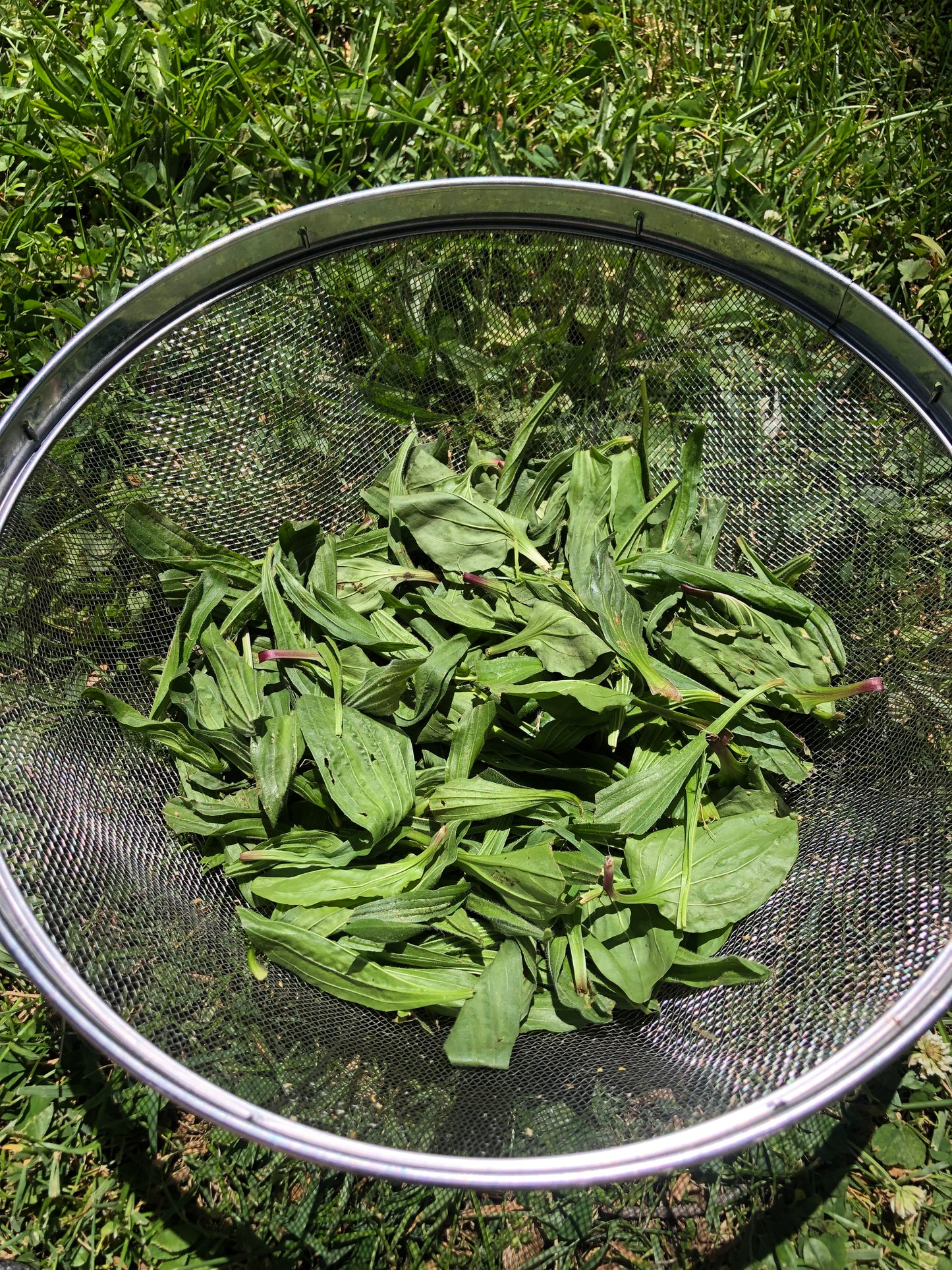 Backyard Body Salve