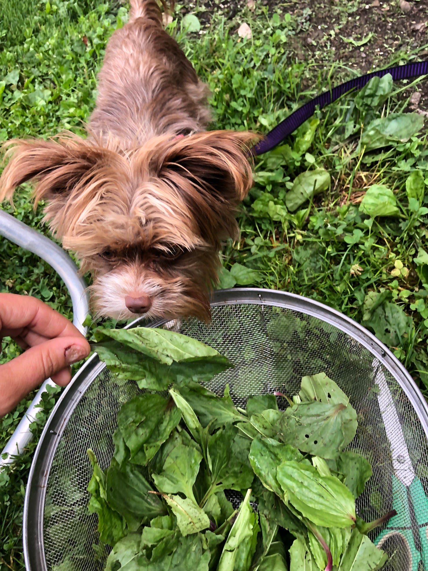 Backyard Body Salve